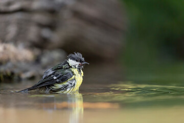 The Great tit takes a bath (Parus major)