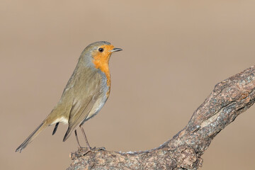 Fine art portrait of Red Robin (Erithacus rubecula)
