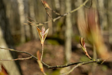Young, spring leaves bloom on the branches. Macro.
