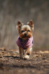 A small Yorkshire Terrier dog is running in nature wearing a knitted sweater.