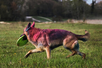 German Shepherd with pink and blue colors Holi holds frisbee disc in its teeth. Indian Paint...