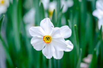 Narcissus Poeticus Flowering in a Garden