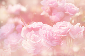 delicate floral background with pink roses, soft focus