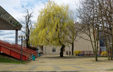 Wierzba przy stacji kolejowej  © artur