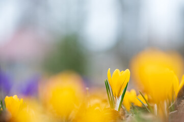 Spring flowers, Crocus luteus, Golden Yellow, in the garden against defocused blurred background.