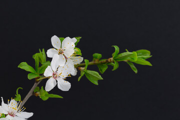 Kwiaty drzewa wiśni w rozkwicie, na czarnym tle © Joanna