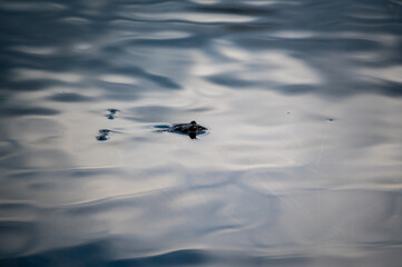 frog relaxing