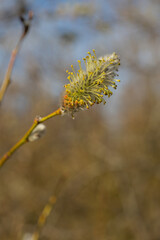 Pussy-willow buds bloom on the branches. Macro.