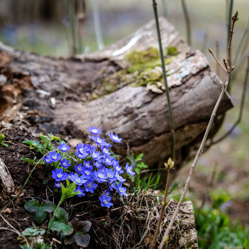 flowers in the forest