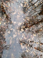 Autumn background. Fallen autumn leaves on the water surface, reflection of trees in the water.