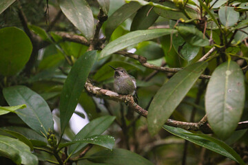 Obraz premium a single hummingbird sitting in a rhododentron tree