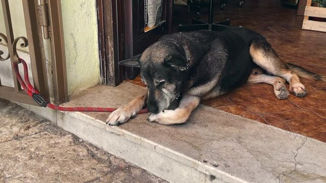 domestic dog biting and licking its paw