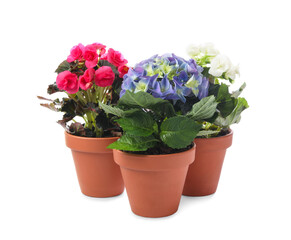 Different beautiful blooming plants in flower pots on white background