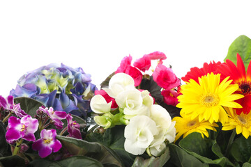Different beautiful colorful flowers on white background