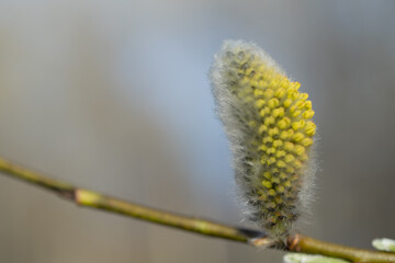 Obraz premium Pussy-willow buds bloom on the branches. Macro.