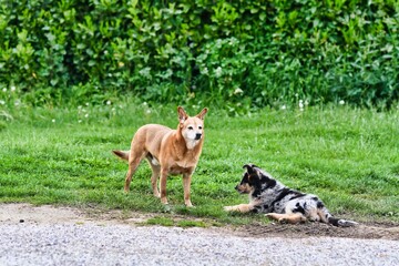 dog in park, photo as a background , australian german shepard sheperd dog