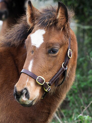 Bay Foal Headshot