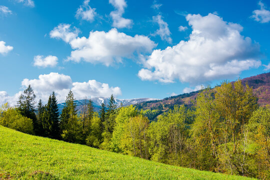 countryside landscape of carpathian mountains. trees on the grassy hill. wonderful nature scenery in spring time. fluffy clouds on the sky