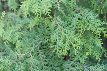 Evergreen. Natural  background. there is room for text