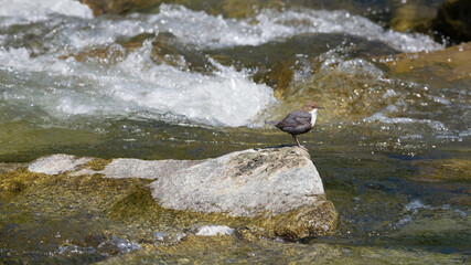 Wasseramsel in ihrem Lebensraum