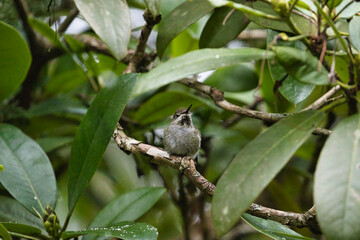 a single hummingbird sitting alone in a rhododendron bush
