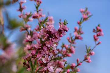 Prunus tenella dwarf Russian Almond pink flowers in bloom, beautiful ornamental plant in bloom