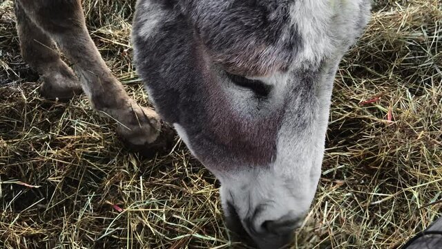 donkey eating straw