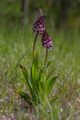 Lady orchid Orchis purpurea flowering protected plants, beutiful purple white flowers in bloom on tall stem also with buds