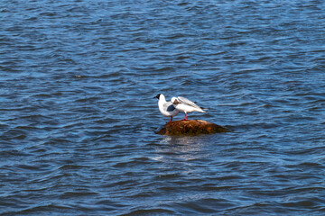 Pair of black-headed gulls, Chroicocephalus ridibundus