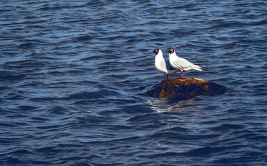 Pair of black-headed gulls, Chroicocephalus ridibundus