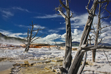 Travertin terraces in town of Mommoth Hot Springs in Yellowstone national park, US