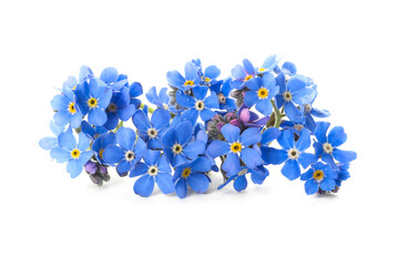Fototapeta na wymiar Beautiful blue Forget-me-not flowers isolated on white