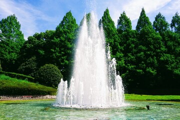 相模原公園の新緑のメタセコイア並木と噴水