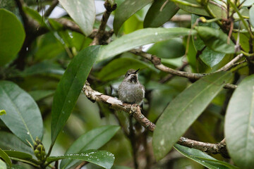 a single hummingbird sitting in a rhododendron