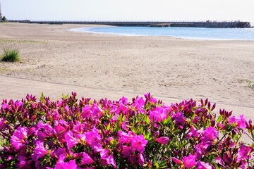 伊豆多賀の長浜公園の砂浜とツツジの花