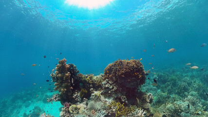 Fototapeta na wymiar Colourful tropical coral reef. Scene reef. Marine life sea world. Philippines.