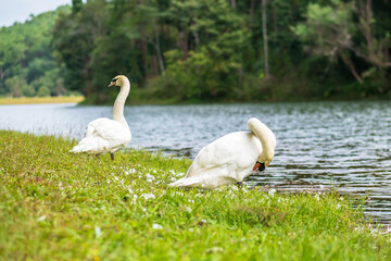 white swans near river and forest, scenic of Pang Oung lake, Mae Hong Son, Thailand. travel and vacation concept