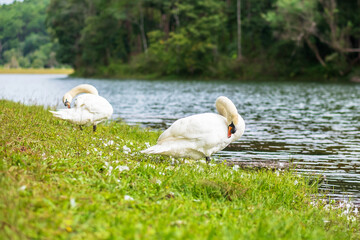 white swans near river and forest, scenic of Pang Oung lake, Mae Hong Son, Thailand. travel and vacation concept
