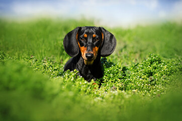 dachshund dog funny walk on green meadow pet portrait
