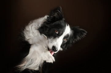 border collie cute portrait of a dog on a dark background lick his paw
