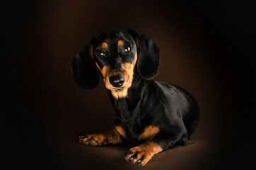 dachshund dog pet portrait on dark background studio photo animals
