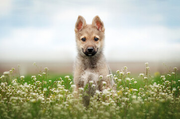 Naklejka na ściany i meble mixbreed puppy cute portrait magic light spring walk with dog 