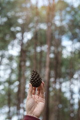 Woman hand holding dry Pine cone seed in the morning sunlight with Bokeh background
