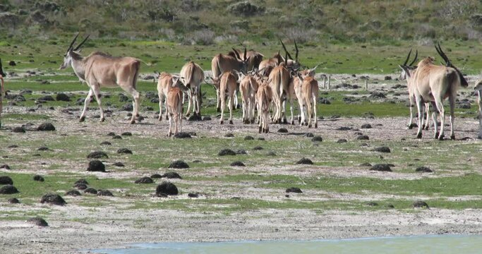 A herd of Common eland with calves walk away from a water body in Africa