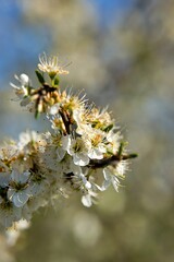 Hawthorn Blossom in the Ayrshire village of Dalrymple