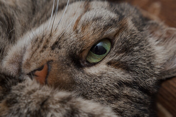 Naklejka na ściany i meble close-up of a domestic cat's face