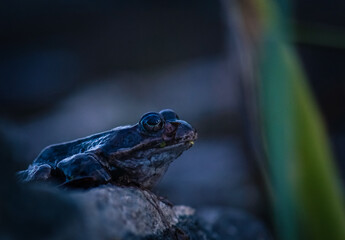 frog sitting on rock by the pond with a reed of grass