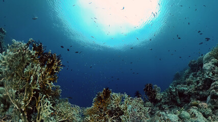 Naklejka na ściany i meble Tropical Fishes on Coral Reef, underwater scene. Philippines.