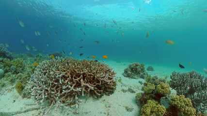 Underwater Tropical Reef View. Tropical fish reef marine. Soft-hard corals seascape. Philippines.