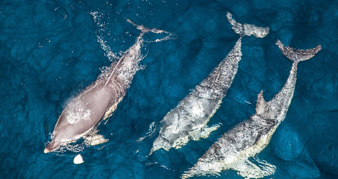 Family of three dolphins in the open sea under water, top view.